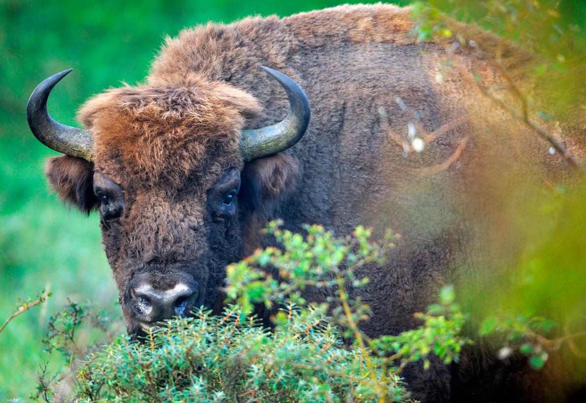 Wild Bison Return to Europe After a Century