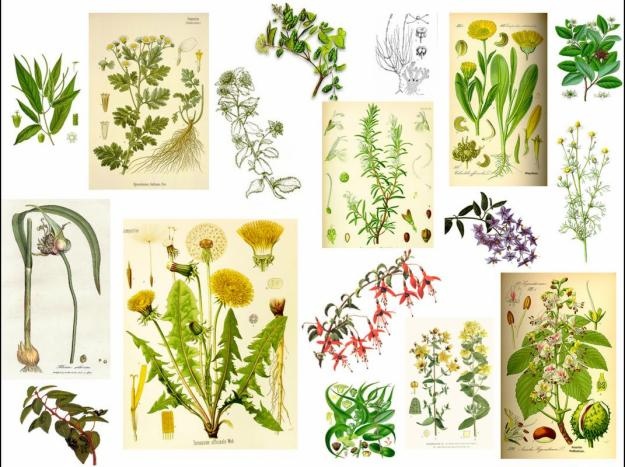 Las 230 plantas medicinales m&aacute;s efectivas y sus usos.
