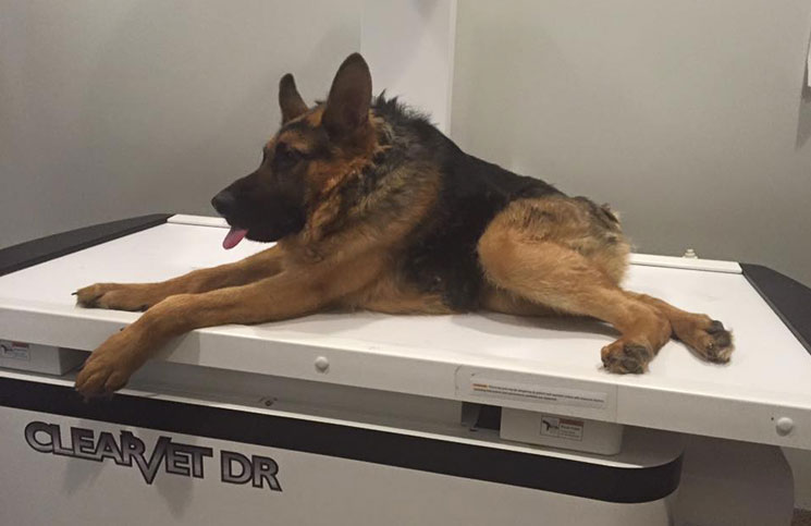 Quasi, el perro jorobado que enterneci&oacute; las redes