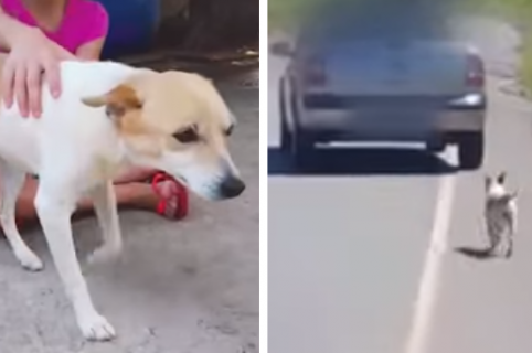 Este perro fue adoptado despu&eacute;s de quedar en video su carrera detr&aacute;s de quien lo abandon&oacute;