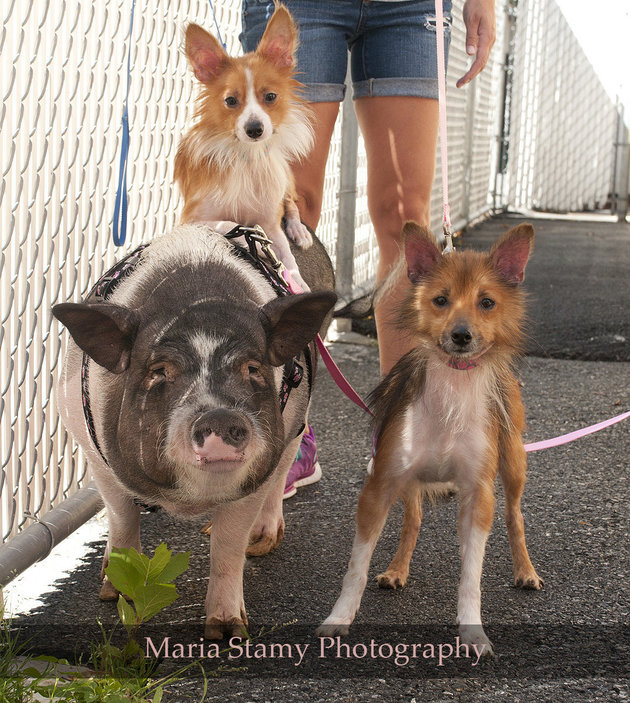 Shelter Pig And Her Dog Are Inseparable, And Need A Home Together