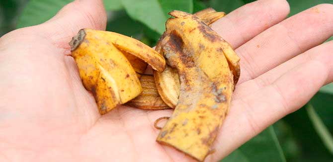 Conoce la raz&oacute;n por la que nunca deber&iacute;as tirar la cascara de naranja y de pl&aacute;tano