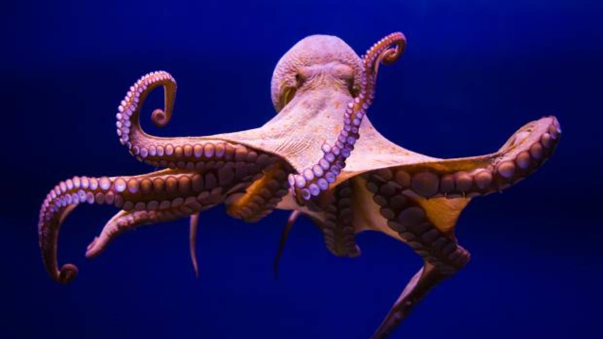 &iquest;Son los pulpos de origen extraterrestre? Cient&iacute;ficos publican pol&eacute;mica teor&iacute;a sobre su origen