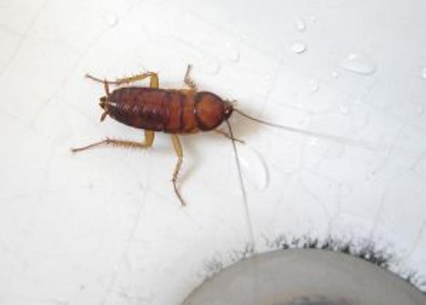&iexcl;Este es el mejor remedio para acabar con las cucarachas en casa!