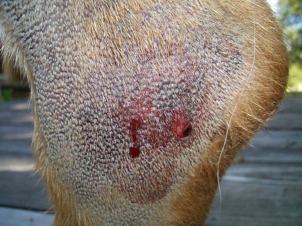  ENSE&Ntilde;A A TU PERRO A PREVENIR EL ATAQUE DE UN ALACR&Aacute;N