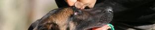  ENSE&Ntilde;A A TU PERRO A PREVENIR EL ATAQUE DE UN ALACR&Aacute;N