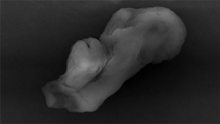 El extra&ntilde;o organismo que demuestra la existencia de alien&iacute;genas en la Tierra: