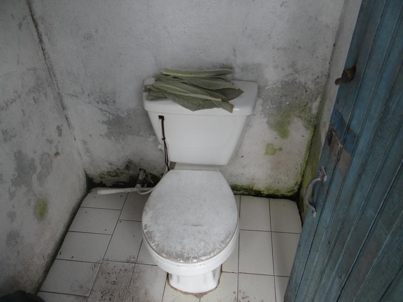 Frailej&oacute;n Vs. papel higienico: un cr&iacute;men ecol&oacute;gico