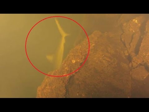 Cient&iacute;ficos arrojaron c&aacute;mara a un volc&aacute;n y encontraron tiburones vivos
