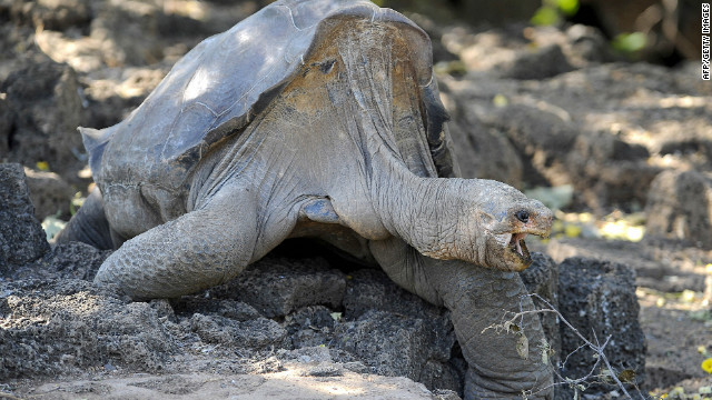 La &uacute;ltima tortuga gigante sobreviviente de Isla Pinta muri&oacute;