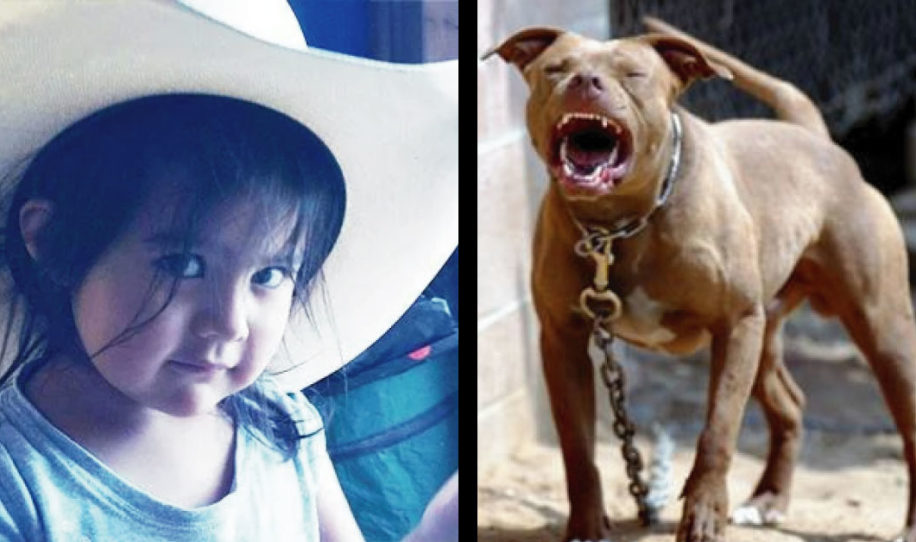 Ni&ntilde;a de tres a&ntilde;os es salvada por sus perros de ser mordida por una serpiente 