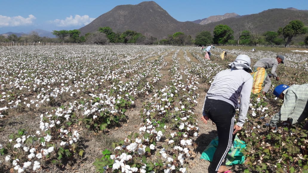 ZAMBRANO, TIERRA DE VOCACI&Oacute;N AGROPECUARIA Y ALGODONERA EN LA GUAJIRA.