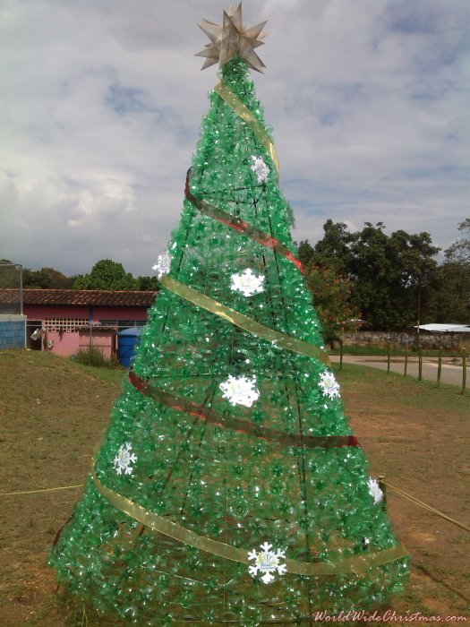  En Catatumbo, el &aacute;rbol ecol&oacute;gico m&aacute;s grande del pa&iacute;s.