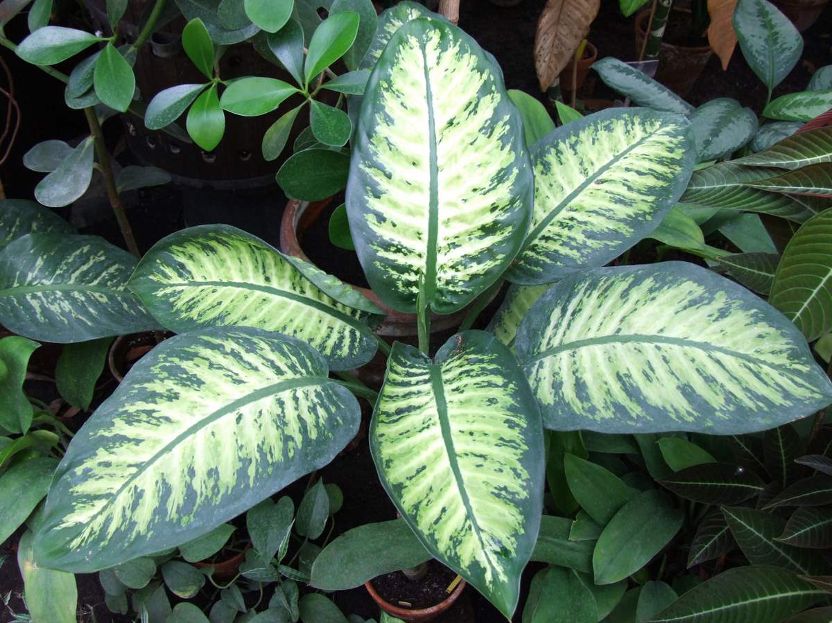Conoce la planta venenosa que podr&iacute;a causarte la muerte en minutos