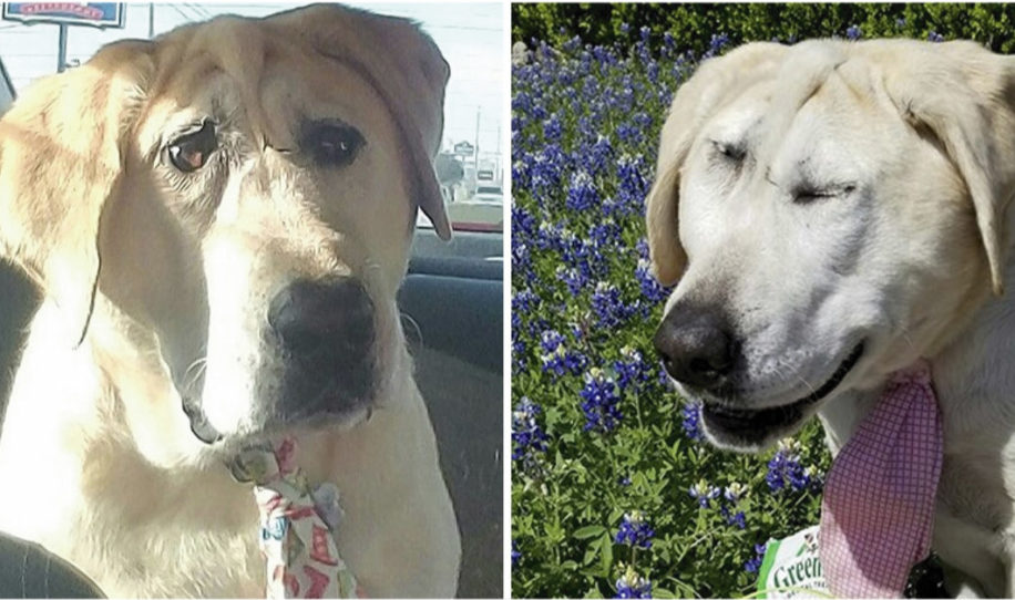 Todos dec&iacute;an que el perro era feo, ahora todos se enternecen con los cambios en su rostro 