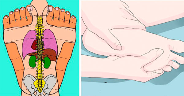 Reflexolog&iacute;a: estimule Circulaci&oacute;n y Metabolismo en s&oacute;lo 10 segundos!