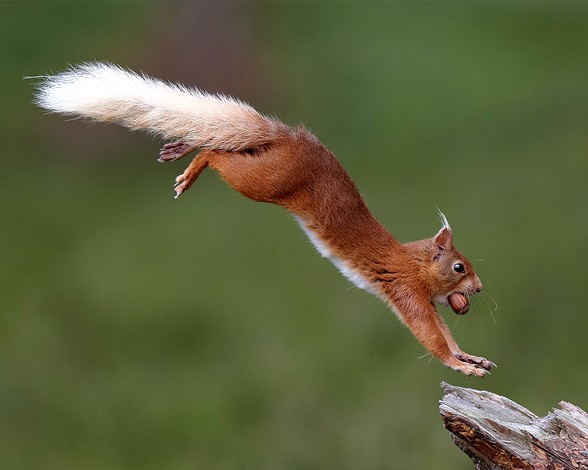 ARDILLA ROJA. PARQUE NACIONAL CAIRNGORMS, REINO UNIDO.