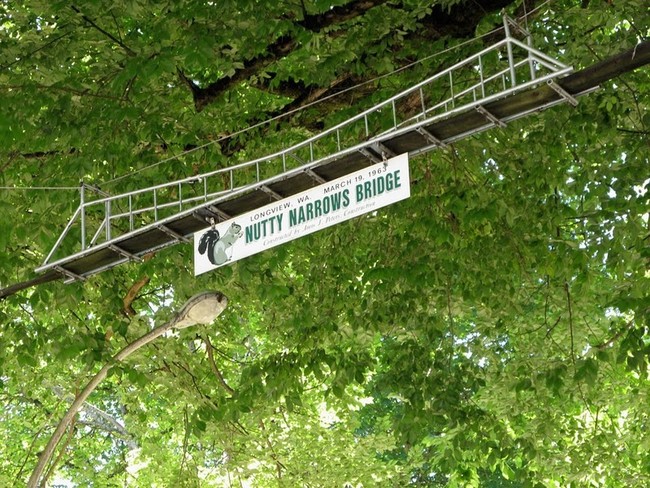 Animal lovers built this bridge specifically for squirrels, and it's saving lives