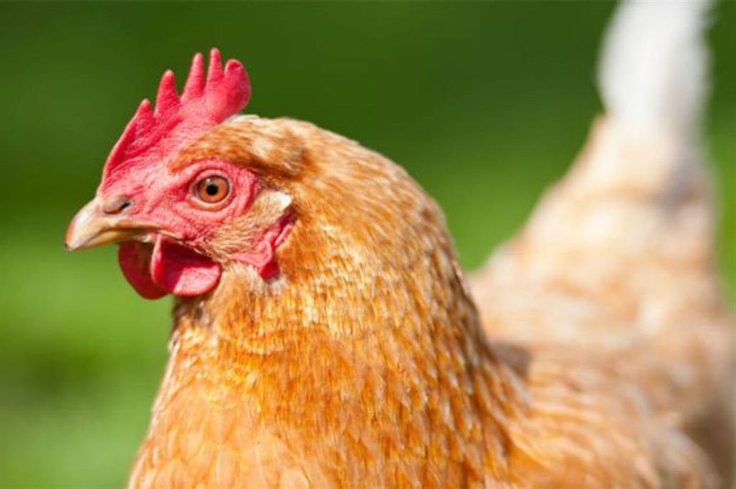 La empresa que produce pollo sin matar un solo animal