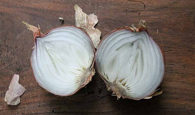 Deshazte de las cucarachas r&aacute;pidamente con este m&eacute;todo natural