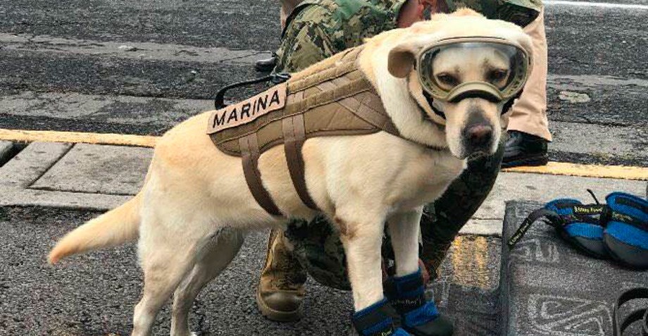  Frida, la perrita que se hizo viral en M&eacute;xico