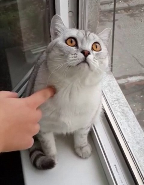 El gato que mira a larga distancia sin pesta&ntilde;ear 45 segundos