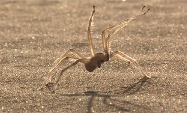 Una nueva ara&ntilde;a fue descubierta y tiene una destreza muy particular