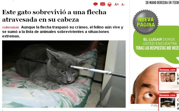 Un gato vive con una flecha atravesada en la cabeza