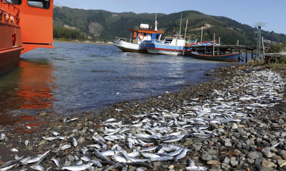 REVELADO: La verdad de las varazones en el mar de Chile