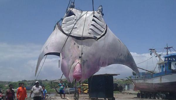 Gigantesco hallazgo: pescadores capturan mantarraya de unos 1.000 kilos al norte de Per&uacute;