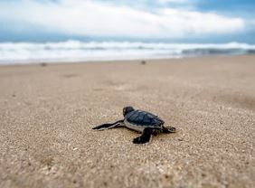 La vida de las tortugas
