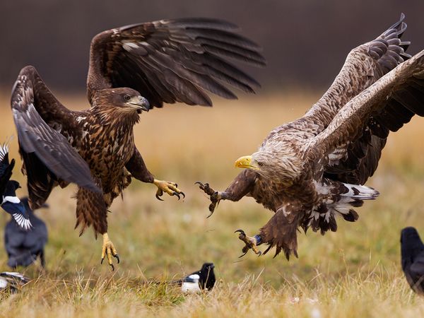 AGUILAS DE COLA BLANCA
