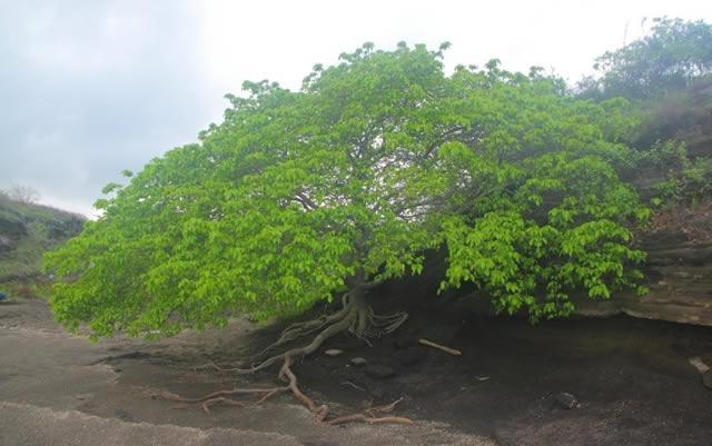 El &aacute;rbol de la muerte, el m&aacute;s peligroso de toda la tierra