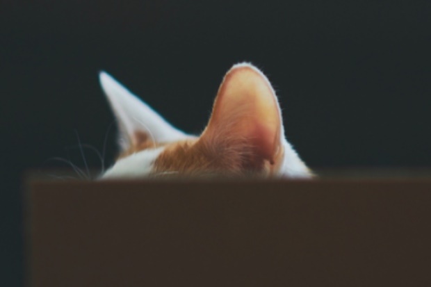 Do animals have better hearing than humans?