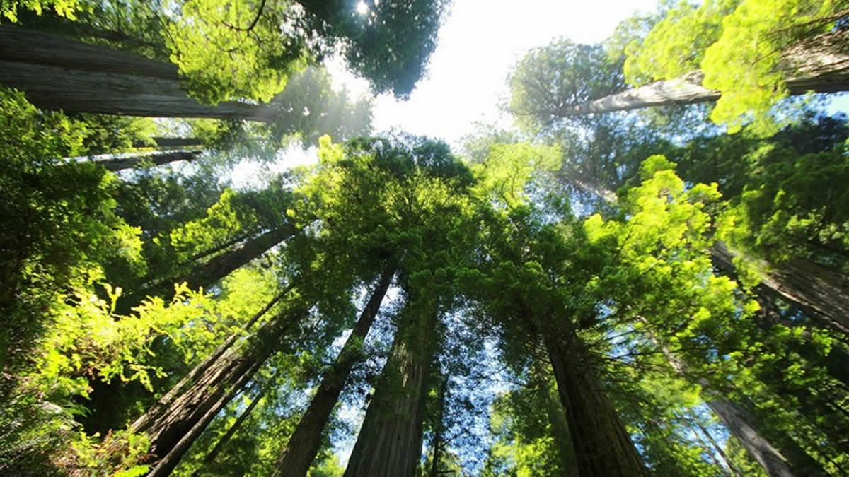 Cuid&oacute; por 30 a&ntilde;os de un &aacute;rbol y su "venganza" despu&eacute;s de cortarlo fue &iexcl;hermosa!
