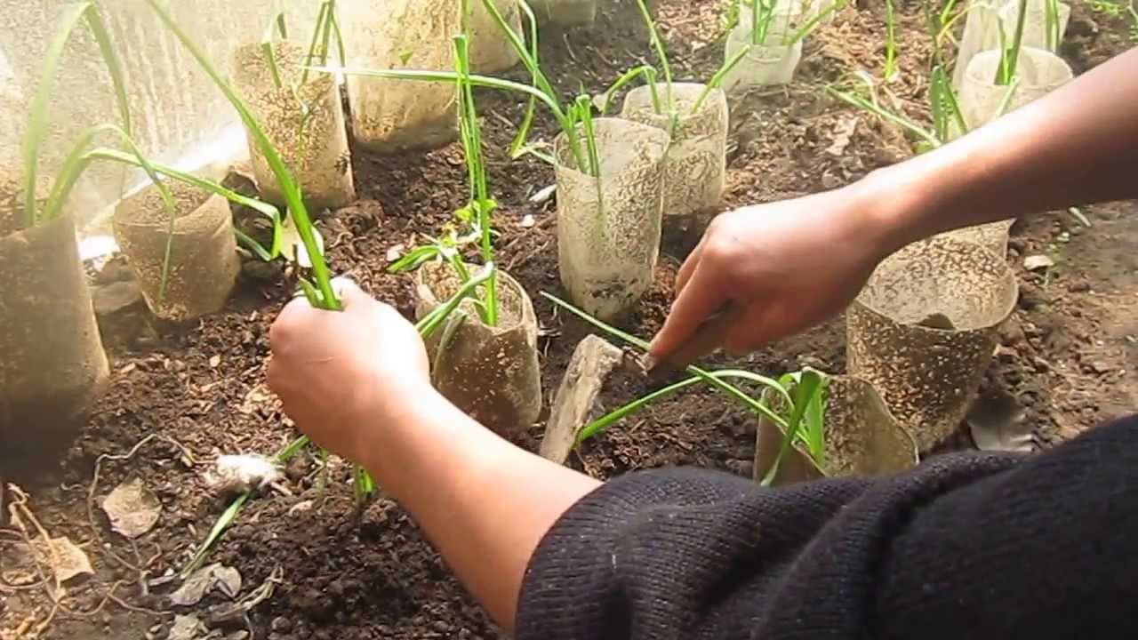 &iquest;C&oacute;mo plantar ajos y cebollas en casa? &iexcl;Muy f&aacute;cil!