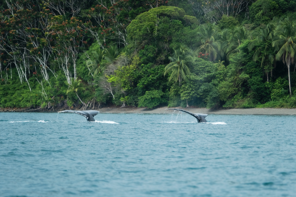 Precios de vuelos a Bah&iacute;a Solano caen 15% para temporada de ballenas