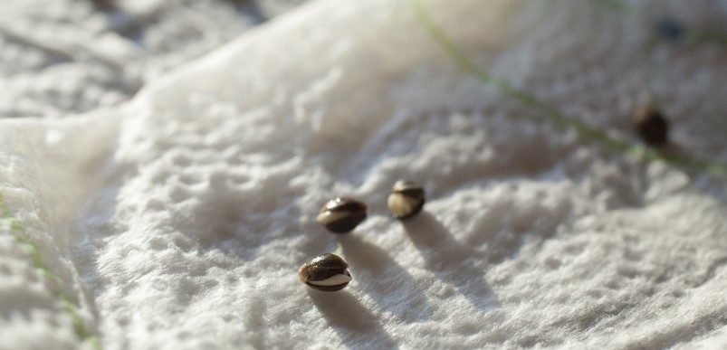 &iquest;Es legal comprar semillas de marihuana en Espa&ntilde;a?