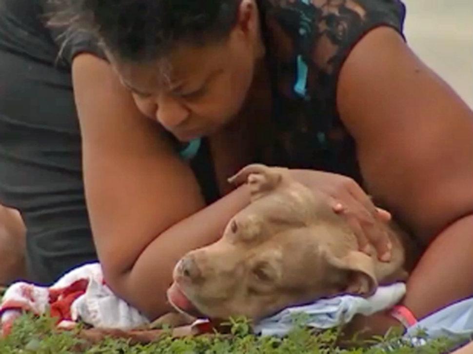 Un perro da la vida por su due&ntilde;a al salvarla de su ex pareja