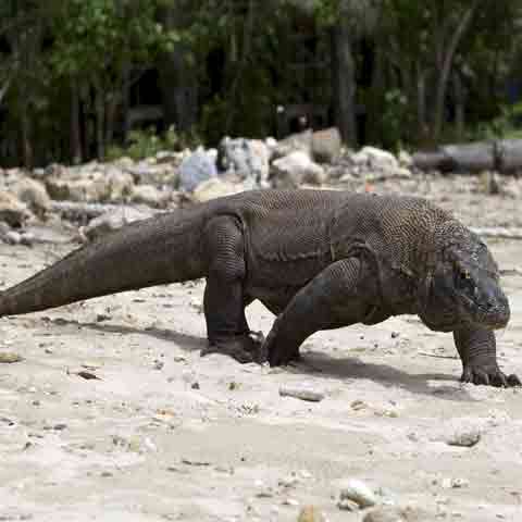Drag&oacute;n de Komodo - El Peligroso drag&oacute;n REAL