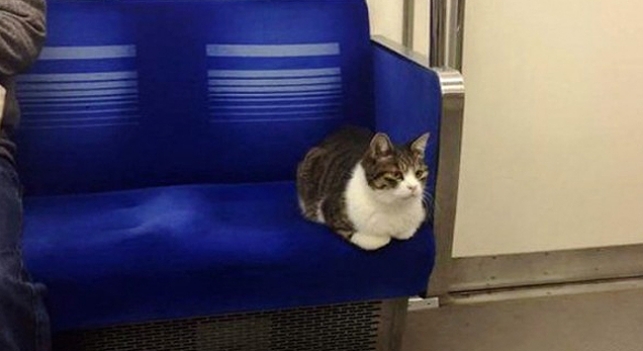 Un gato, ins&oacute;lito protagonista en el metro de Tokio
