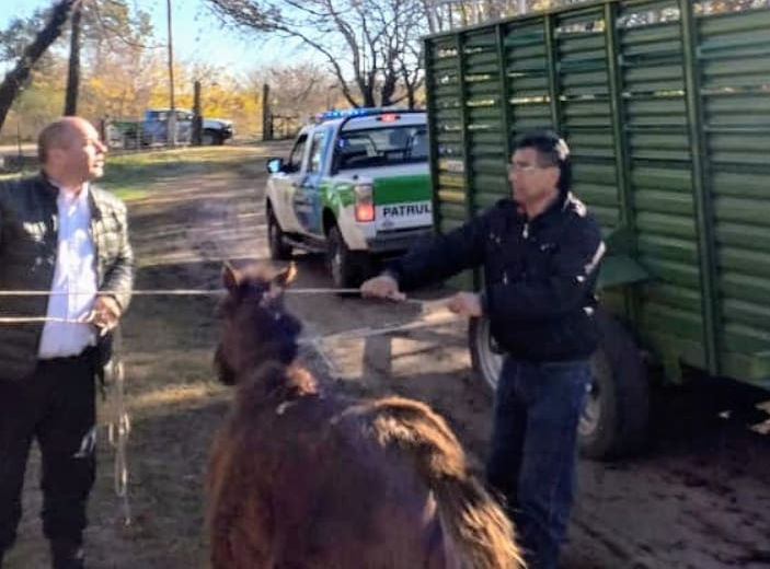 ARRECIFES: Secuestro de caballos sueltos en Ruta 8