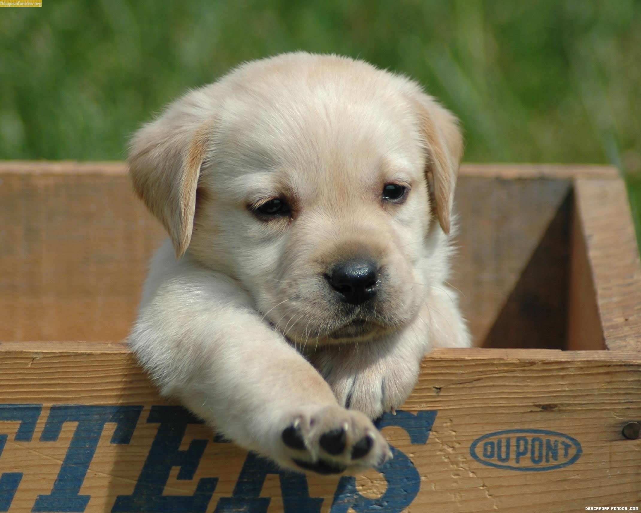 Reino Unido prohibe la venta de cachorros y gatitos