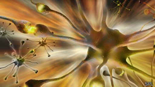 Empez&oacute; la "revoluci&oacute;n" del Proyecto del Cerebro Humano