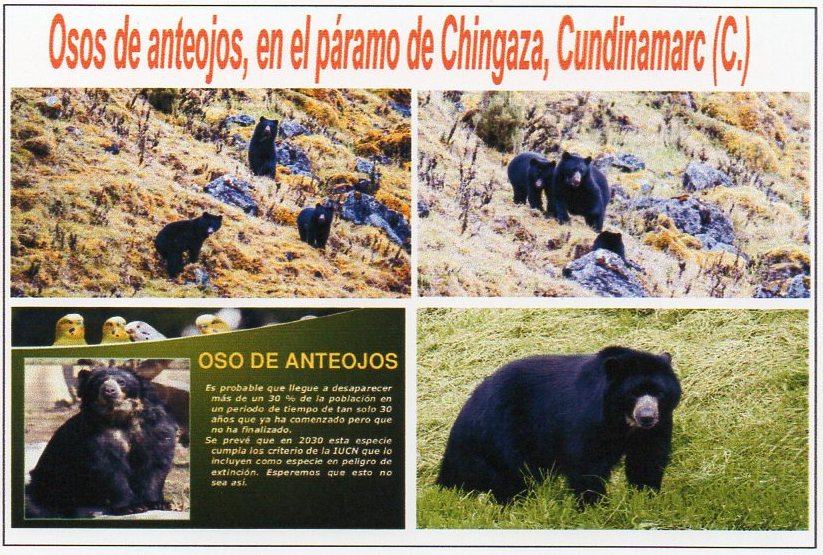El hombre que se encontr&oacute; de frente con una familia de osos de anteojos