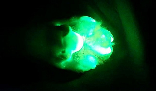 Cient&iacute;ficos crean perros fluorecentes