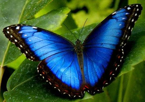 Sorprendente descubrimiento sobre los SUE&Ntilde;OS CON MARIPOSAS