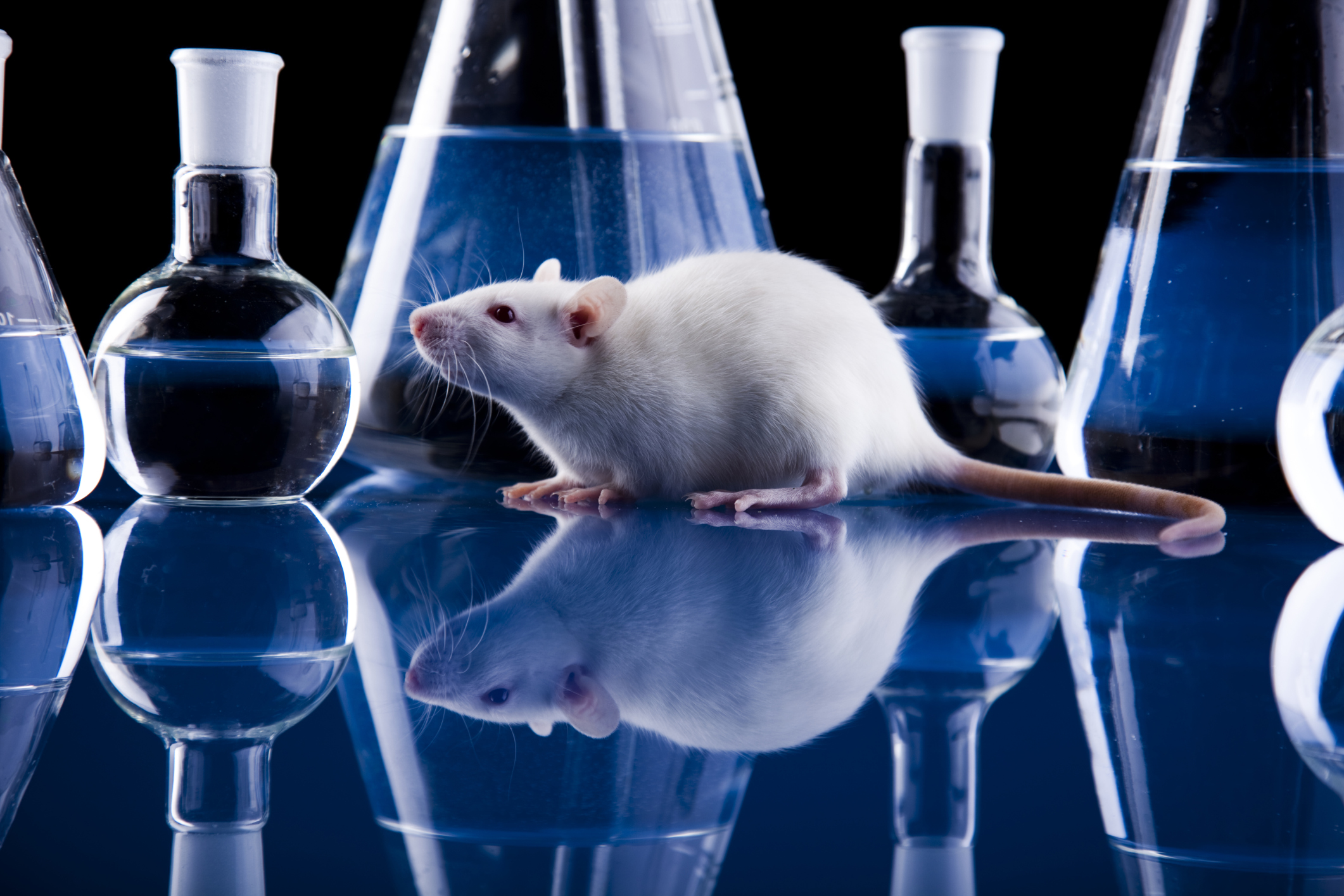Estudio indicar&iacute;a que los animales pueden recordar cosas del pasado