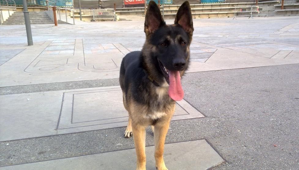 Un juez dicta la tenencia compartida de un perro luego de una separaci&oacute;n