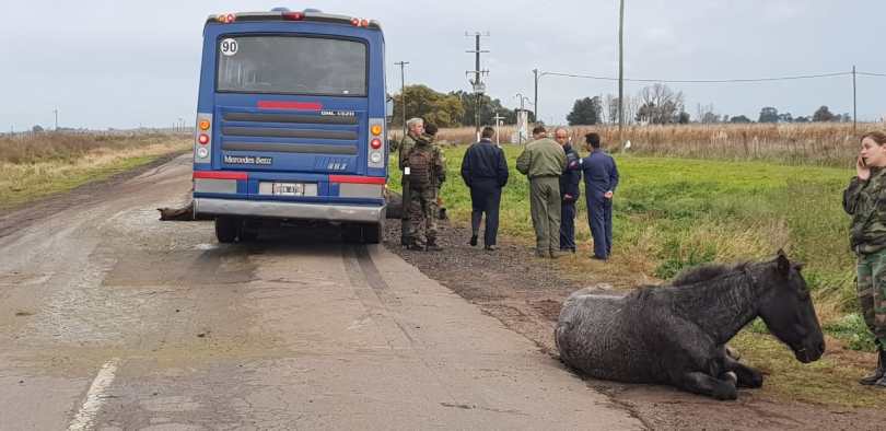 La pura verdad de ayacucho Un chofer de fuerza a&eacute;rea no vio 4 caballos en la ruta y los atropello